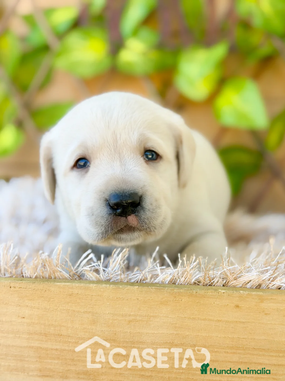 Labrador Retriever perros en venta: Camada de Helena - Anuncio 1