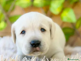 Labrador Retriever perros Camada de Helena - Anuncio 1