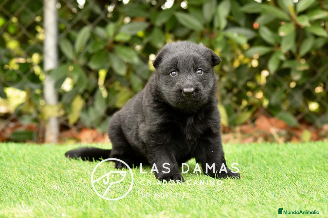 Pastor Alemán perros en venta: Pastor alemán próxima camada - Anuncio 2