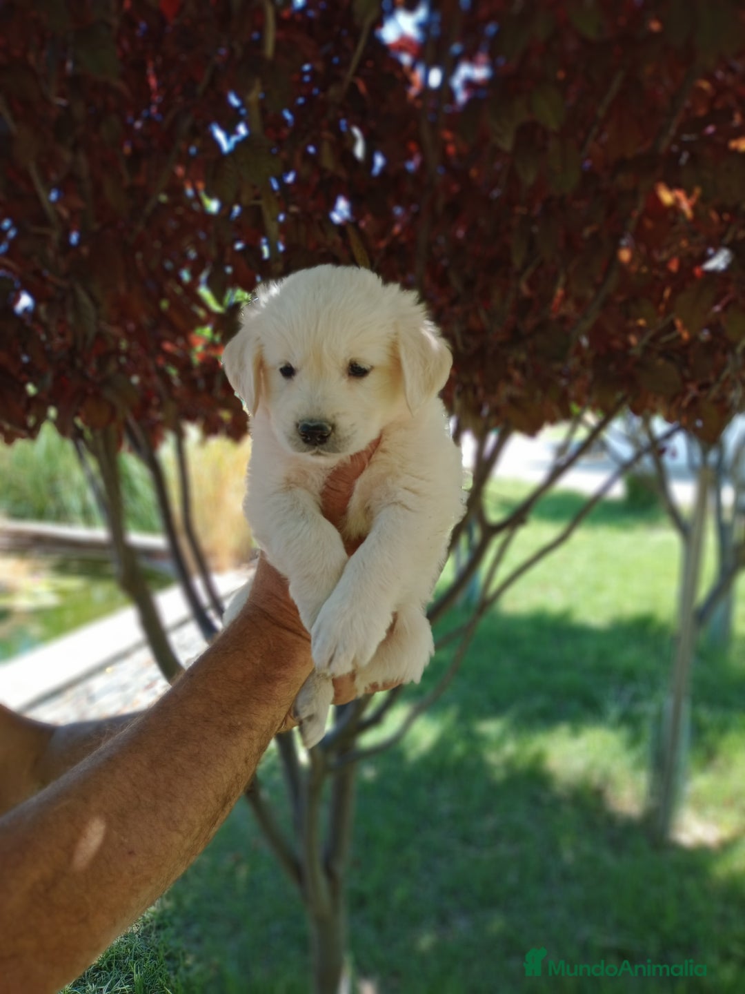 Golden Retriever perros en venta: Golden  - Imagen 2
