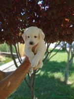 Golden Retriever perros Golden - Anuncio 3