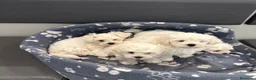 Bichón Maltés perros en venta: BICHON MALTÉS CACHORROS  en Alicante - Anuncio 4