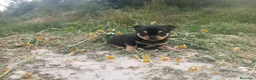 Chihuahua perros en venta: CHIHUAHUAS CABEZA DE MANZANA  - Anuncio 9