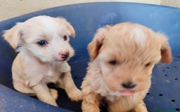 Perro Crestado Chino perros en venta: Maltipoo y crestado chino - Anuncio 2