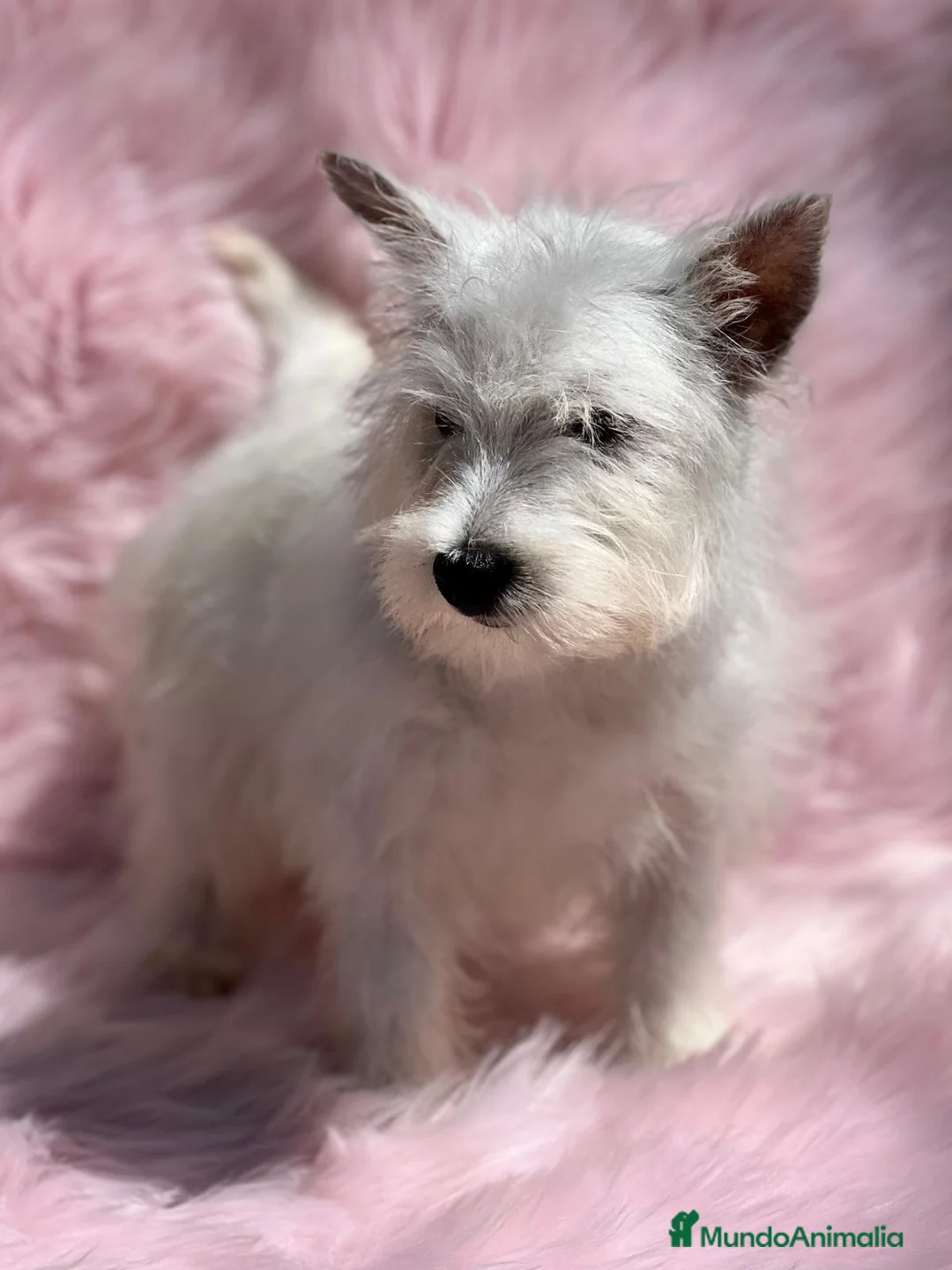 West Highland White Terrier perros en venta: Westy en Barcelona - Anuncio 2
