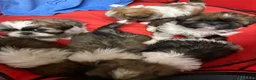 Shih Tzu perros en venta: Shihtzu tricolor - Anuncio 4