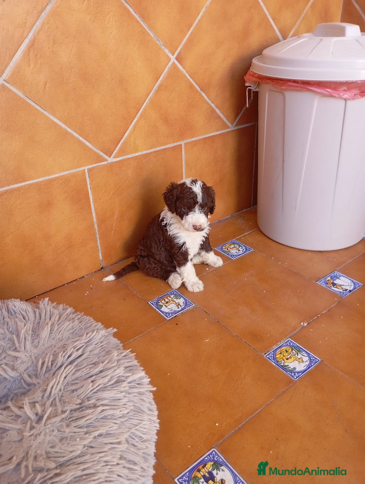 Perro de Agua Español perros PRECIOSOS PDA BICOLOR ahora 600€ - Anuncio 16