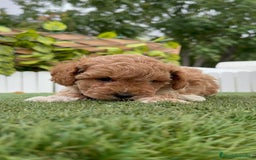 Caniche Toy perros en venta: CANICHE TOY MACHO - Imagen 2