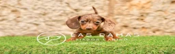 Teckel perros en venta: Teckel estándar disponibles - Anuncio 3