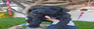 Perro de Agua Español 1