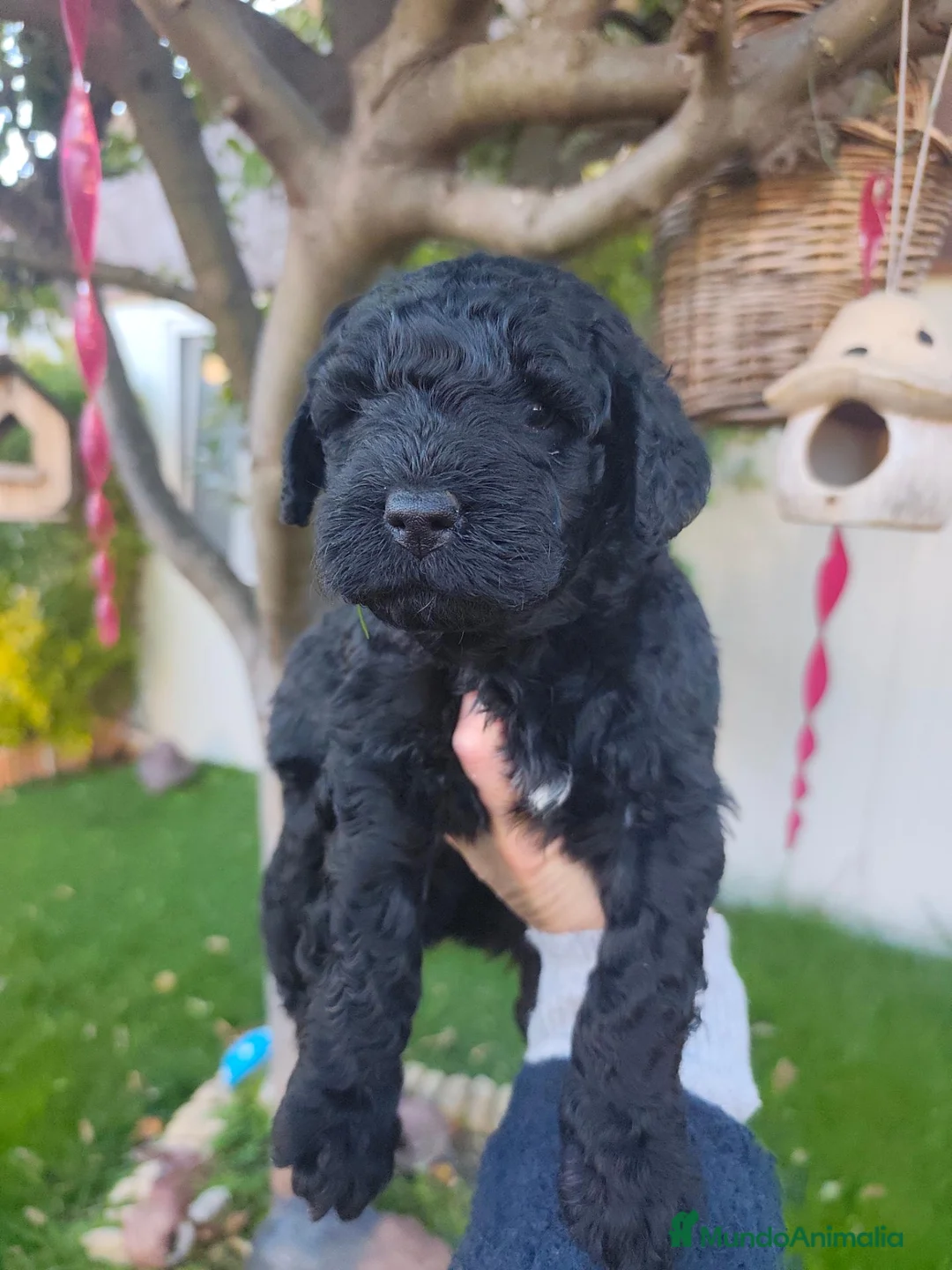 Perro de Agua Español perros en venta: Cachorros perro de agua 🇪🇸 en Salamanca - Anuncio 2