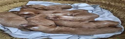 Cockapoo perros en venta: Cockapoo - Anuncio 10