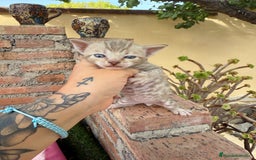 Bengalí gatos en venta: Gatitos Bengali snow  - Imagen 2