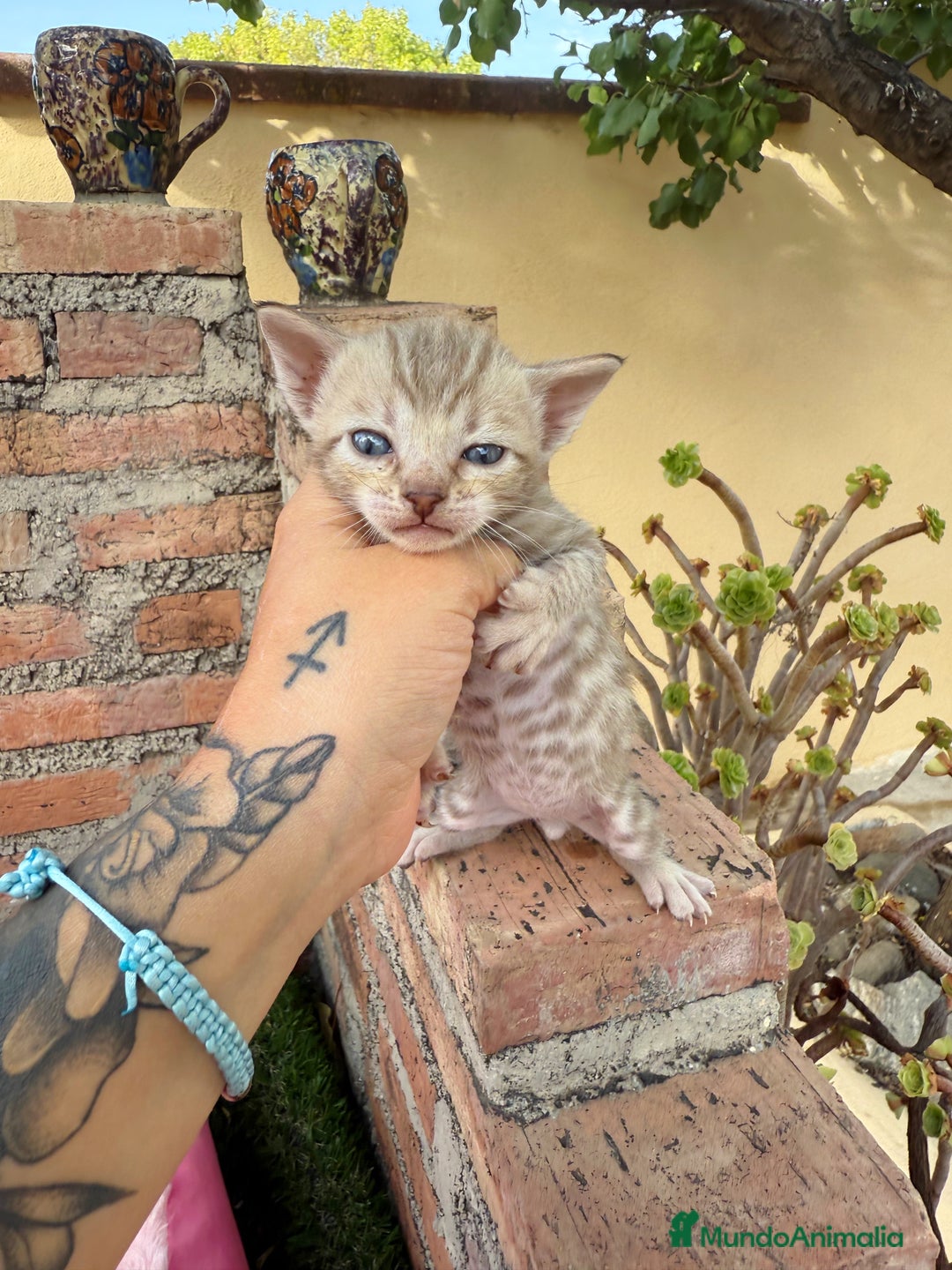Bengalí gatos en venta: Gatitos Bengali snow  - Imagen 2