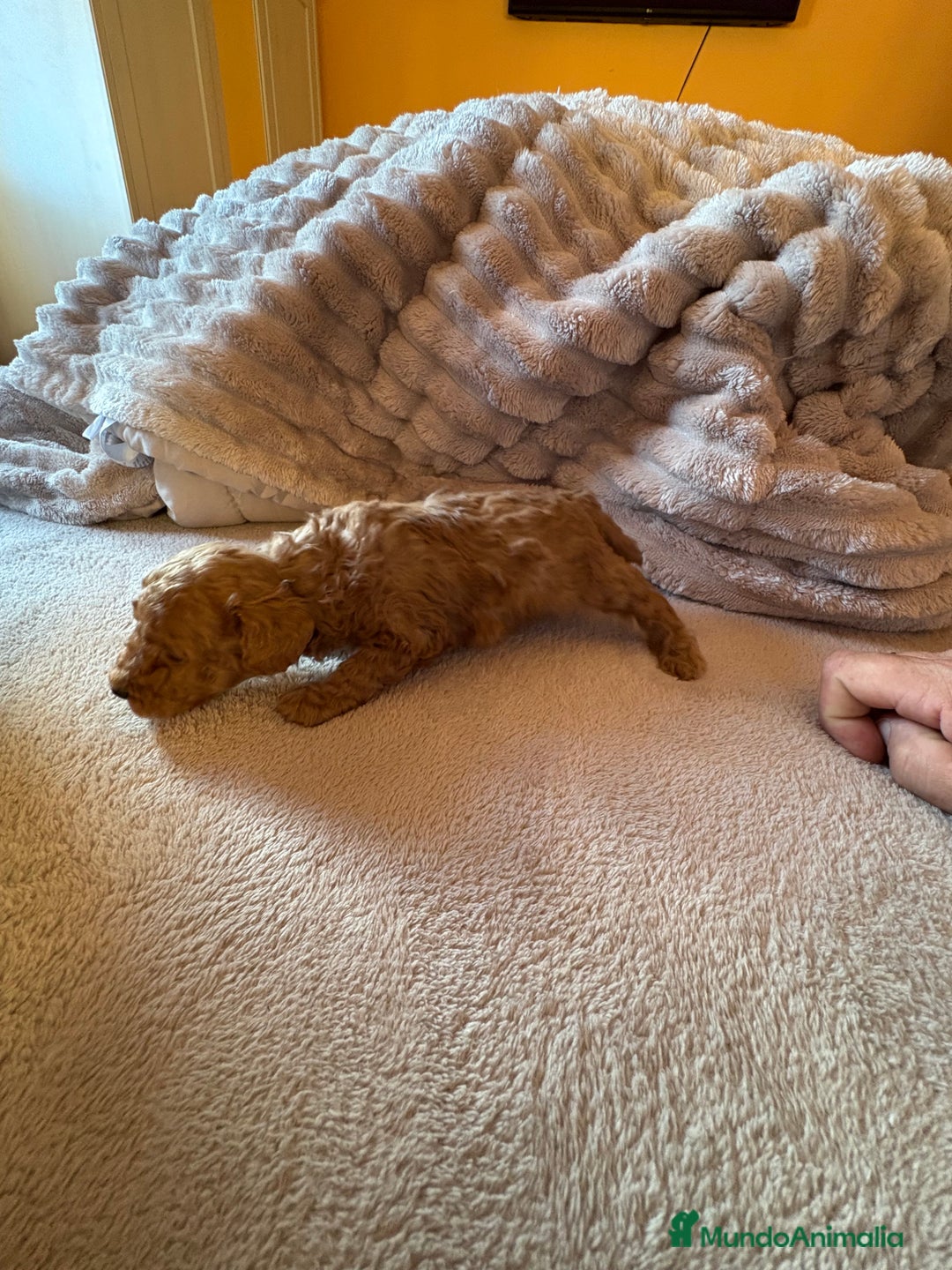 Caniche Toy perros en venta: Precioso cachorro Caniche Toy Rojo - Anuncio 9