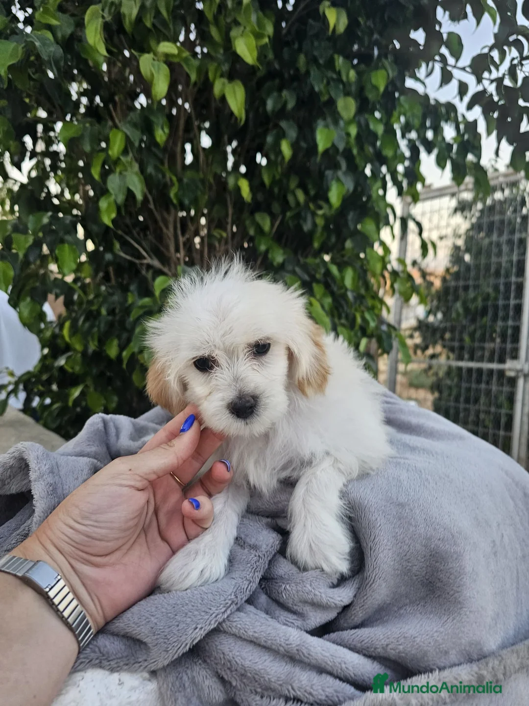 Perro Crestado Chino perros en venta: Crestado chino precio real - Anuncio 2