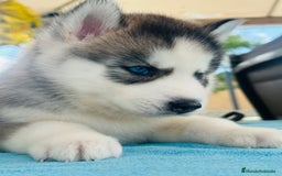 Husky Siberiano perros en venta: Cachorro husky - Imagen 8