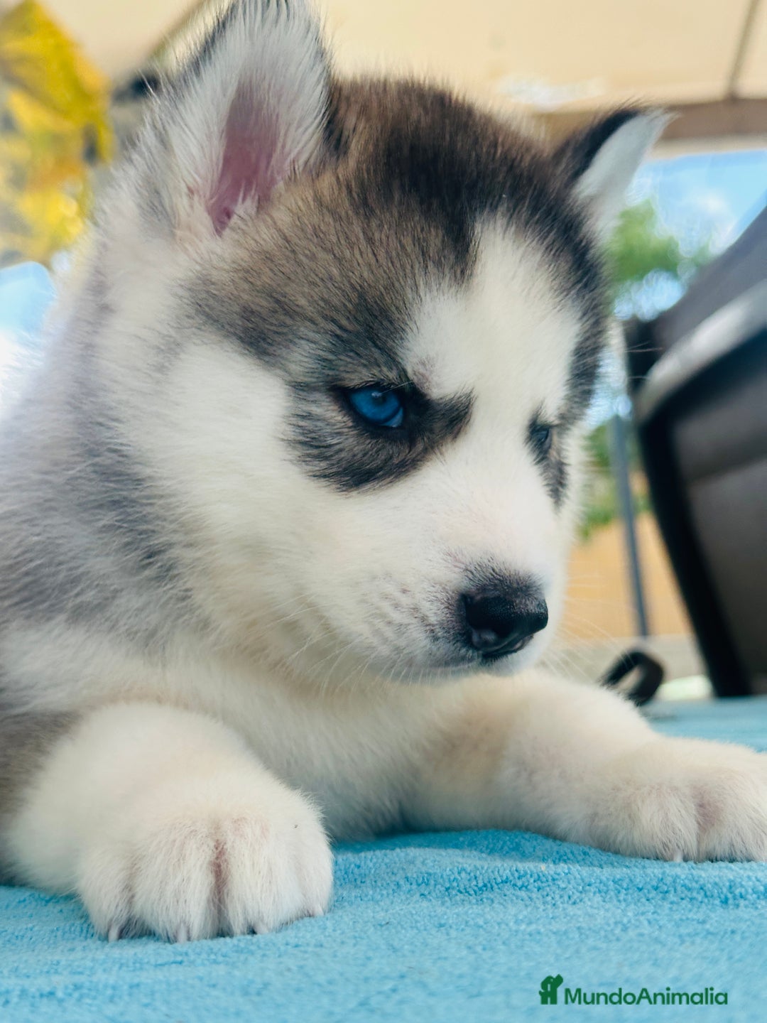 Husky Siberiano perros en venta: Cachorro husky - Imagen 8