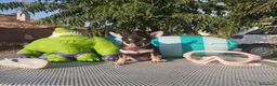 Chihuahua perros en venta: Chihuahuas mini toy - Anuncio 5