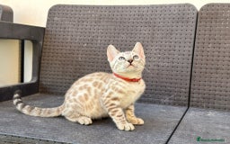 Bengalí gatos en venta: Bengalí Macho patrón snow - Imagen 3