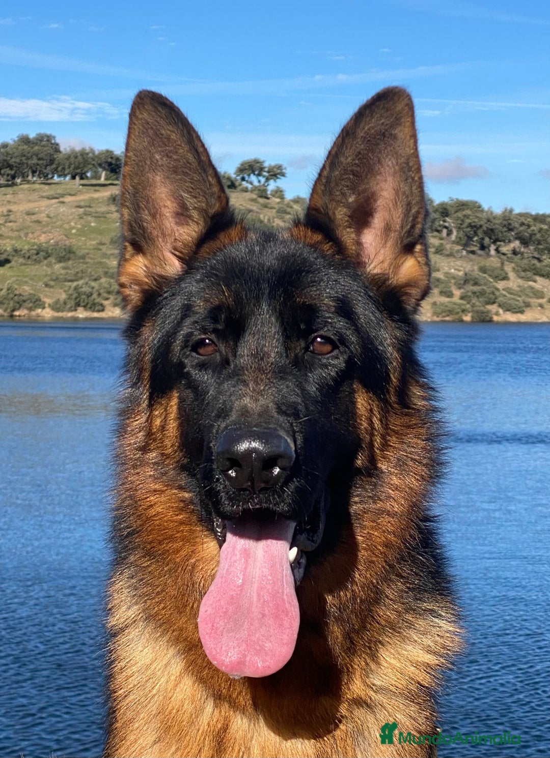 Pastor Alemán perros en venta: Cachorros de pastor alemán  en Salamanca - Imagen 22