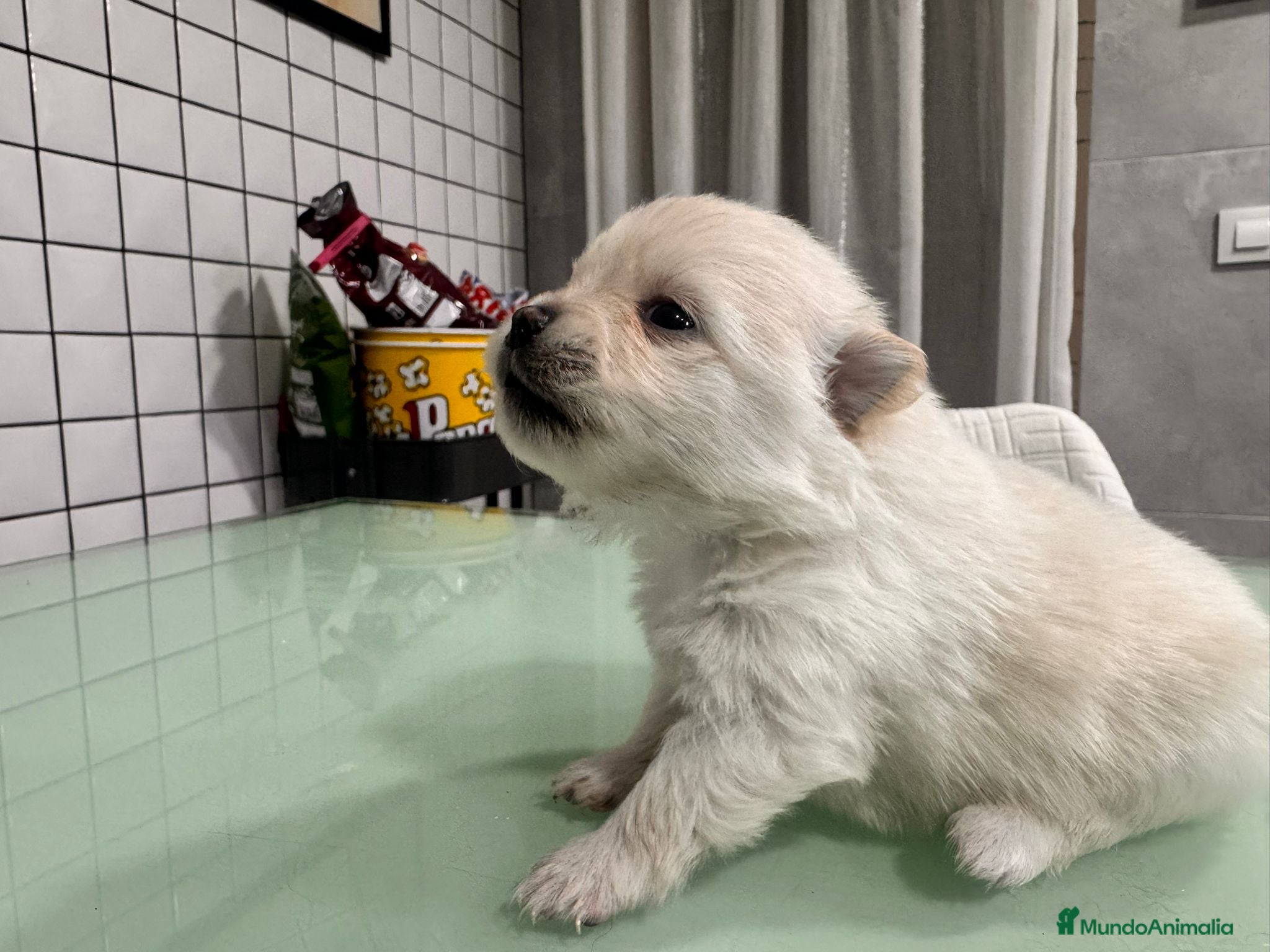 Pomerania perros Pomerania toy macho crema blanco  - Anuncio 1