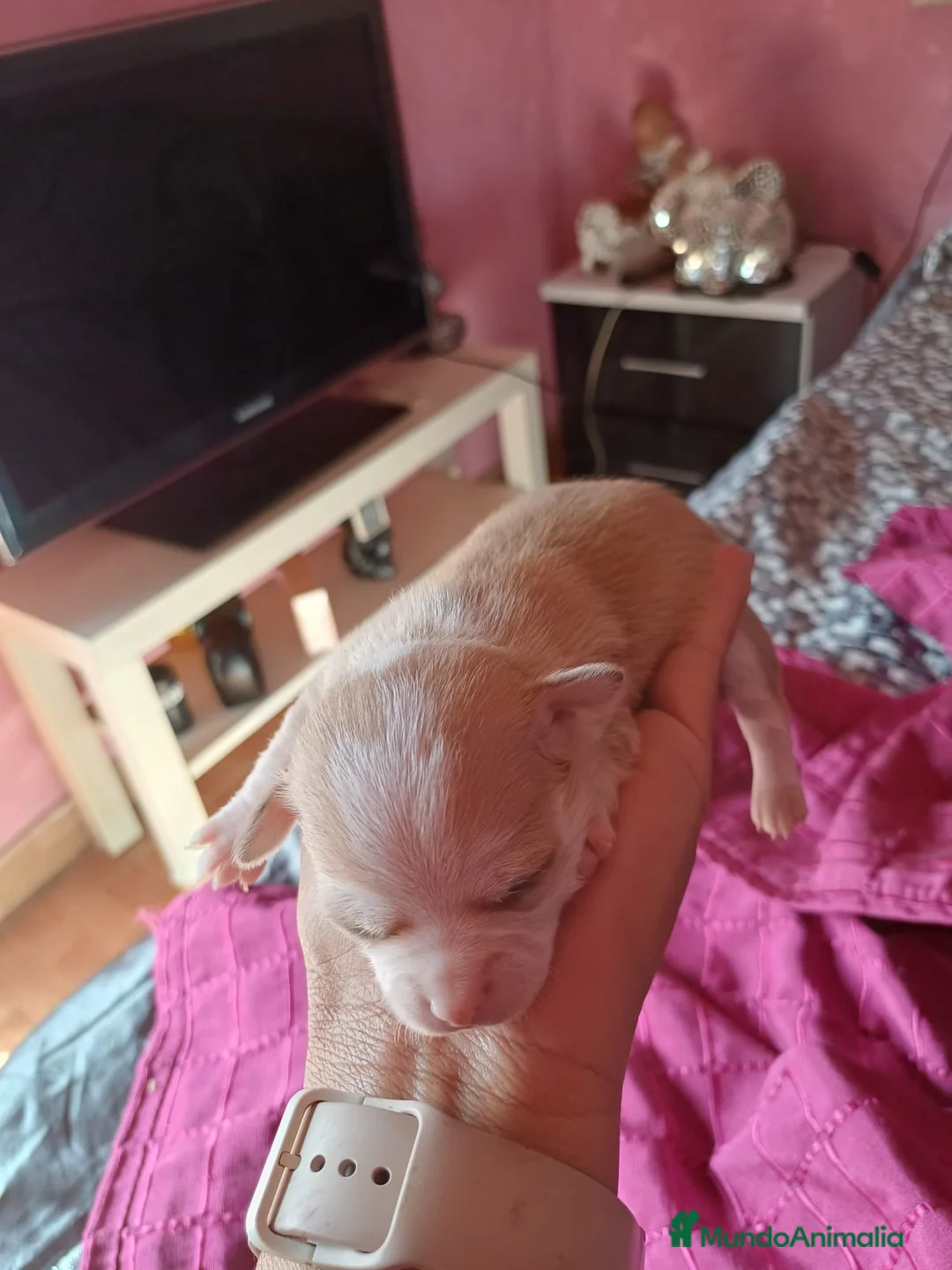 Chihuahua perros en venta: Macho de Chihuahua canela y blanco🩵🐾 - Anuncio 3