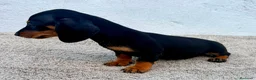 Teckel Miniatura perros en venta: Teckel kaninchen  - Anuncio 15