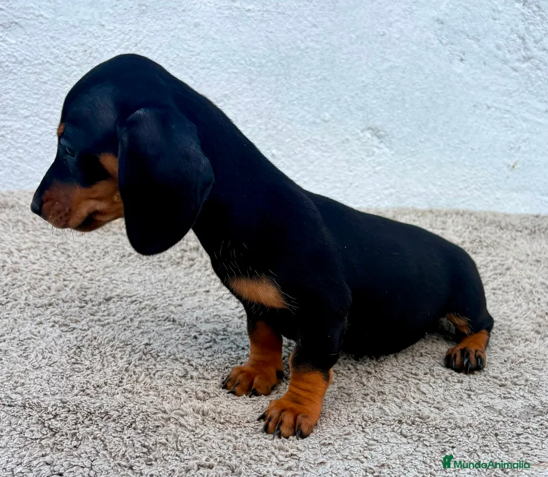 Teckel Miniatura perros en venta: Teckel kaninchen  - Anuncio 15