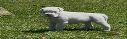 Boxer perros en venta: Precioso Macho Blanco BOXER - Anuncio 4