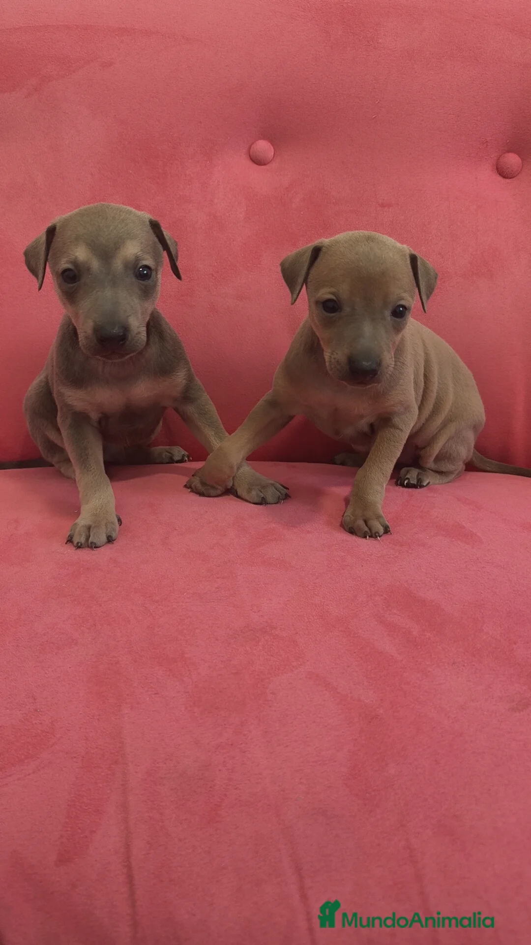 Pequeño Lebrel Italiano perros en venta: Pequeño lebrel Italiano FincaPaunais - Anuncio 1