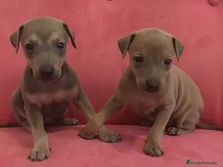 Pequeño Lebrel Italiano perros Pequeño lebrel Italiano FincaPaunais - Anuncio 6