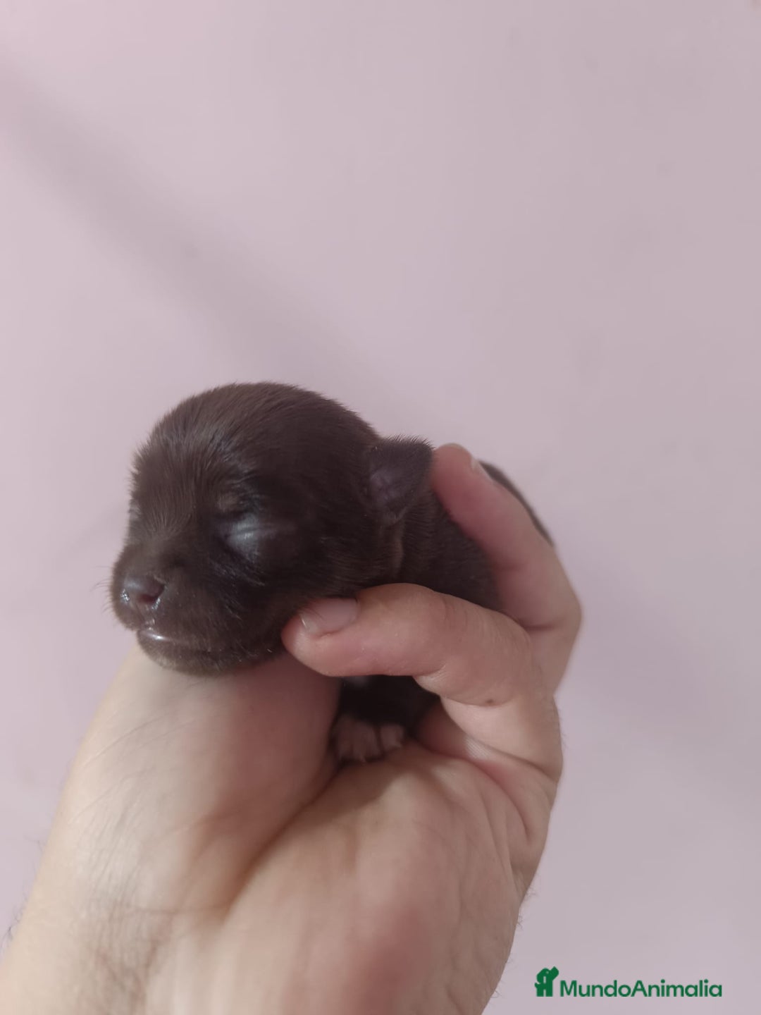 Chihuahua perros en venta: Toys chihuahua chocolate  - Imagen 3