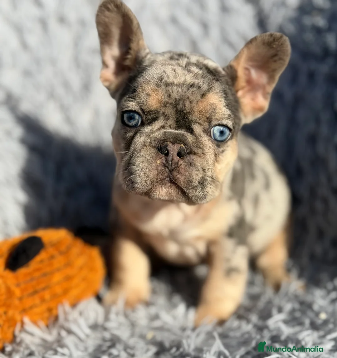 Bulldog Francés perros en venta: Bulldog Merle exótica  - Anuncio 5