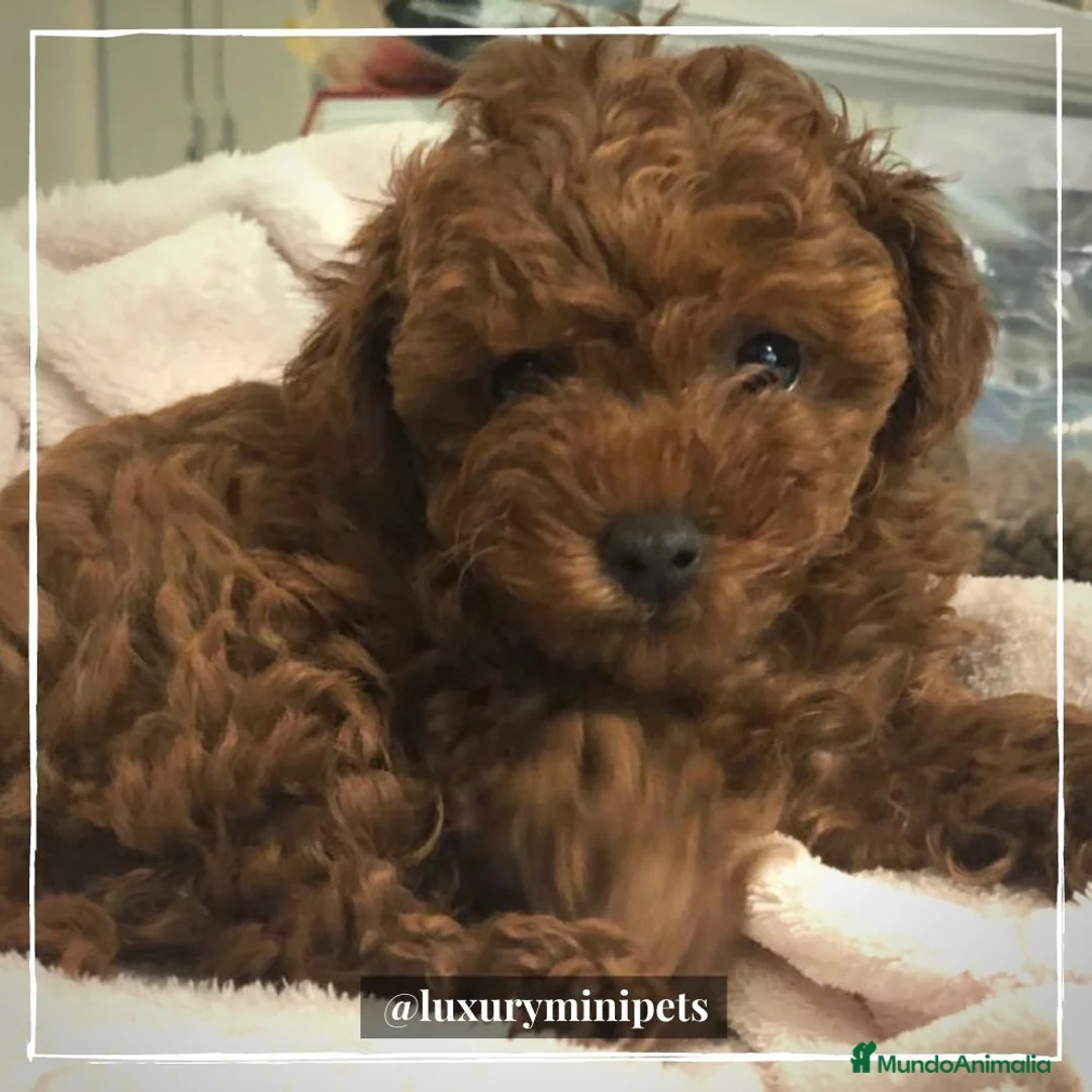 Caniche Toy perros en venta: Camada de Caniche de padres toy en Madrid - Anuncio 2