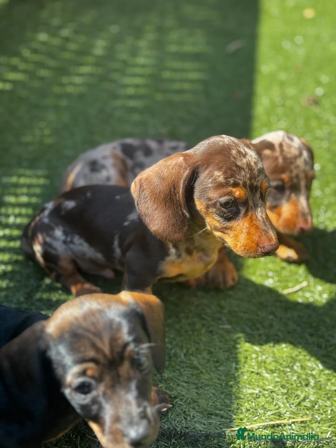 Teckel Miniatura perros en venta: Teckel mni en Illes Balears - Anuncio 20