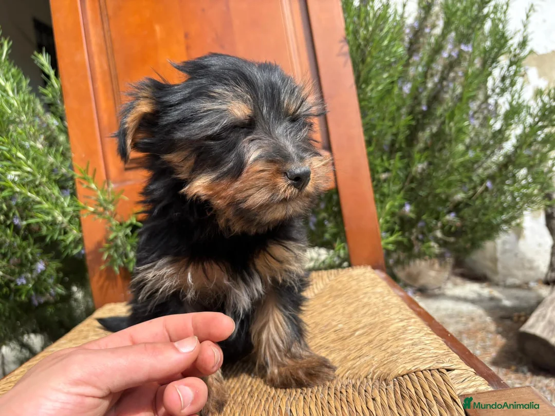 Yorkshire Terrier perros en venta: Machos yorkshire terrier en Madrid - Anuncio 1