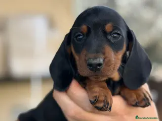 Teckel Miniatura perros Teckel Kaninchen pequeños Madrid - Anuncio 4