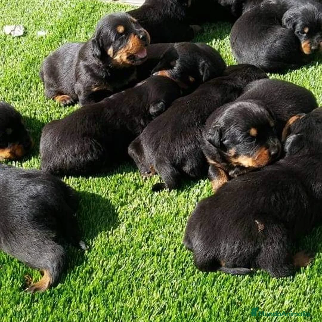 Rottweiler perros en venta: Carros de rottweiler  - Anuncio 2