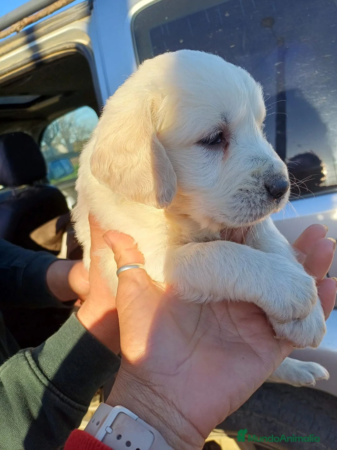 Golden Retriever perros en venta: Espectacular camada de golden retriever  en Sevilla - Anuncio 1