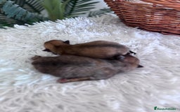 Pomerania perros en venta: POMERANIA MACHO - Imagen 6