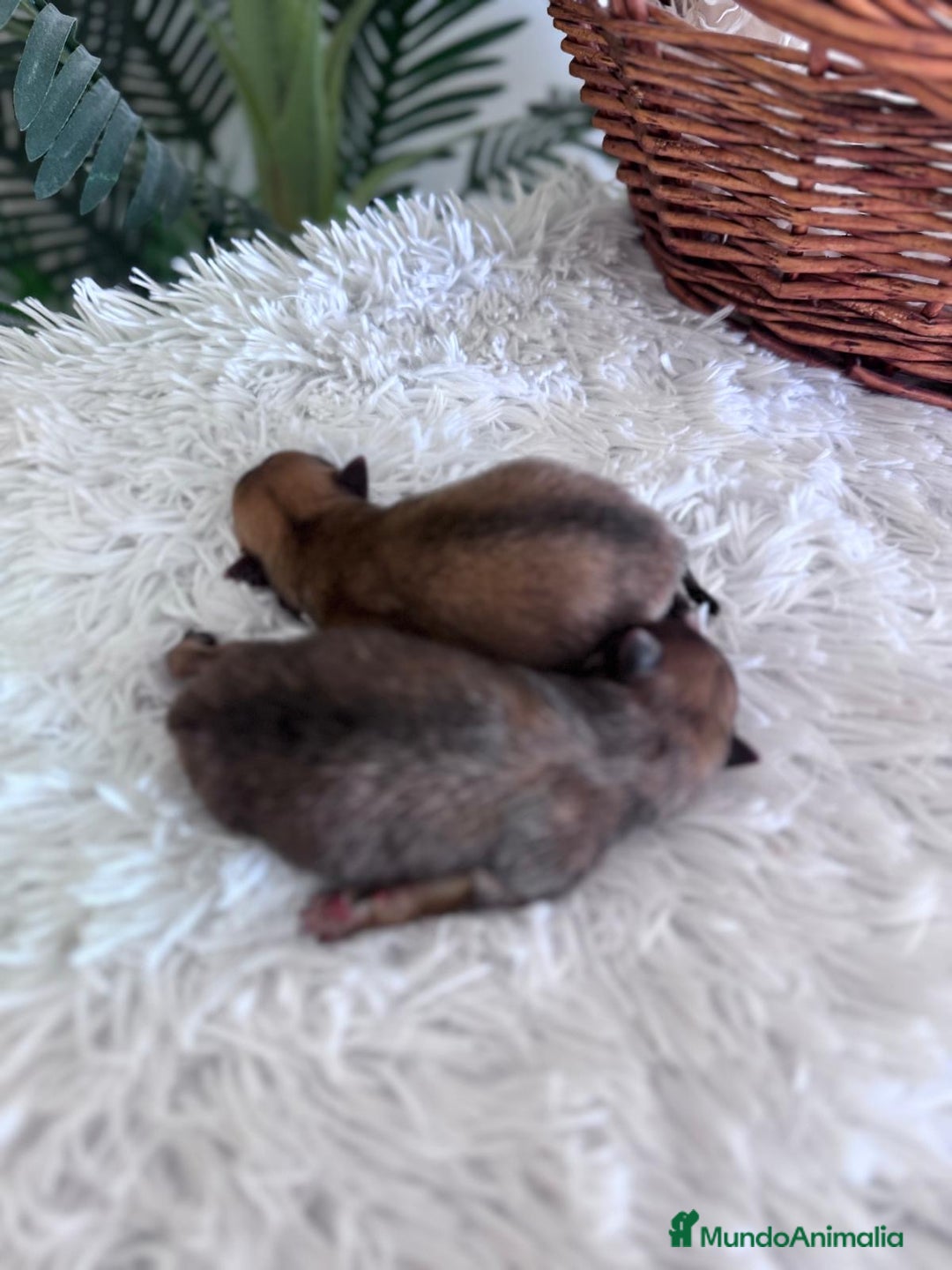 Pomerania perros en venta: POMERANIA MACHO - Imagen 6