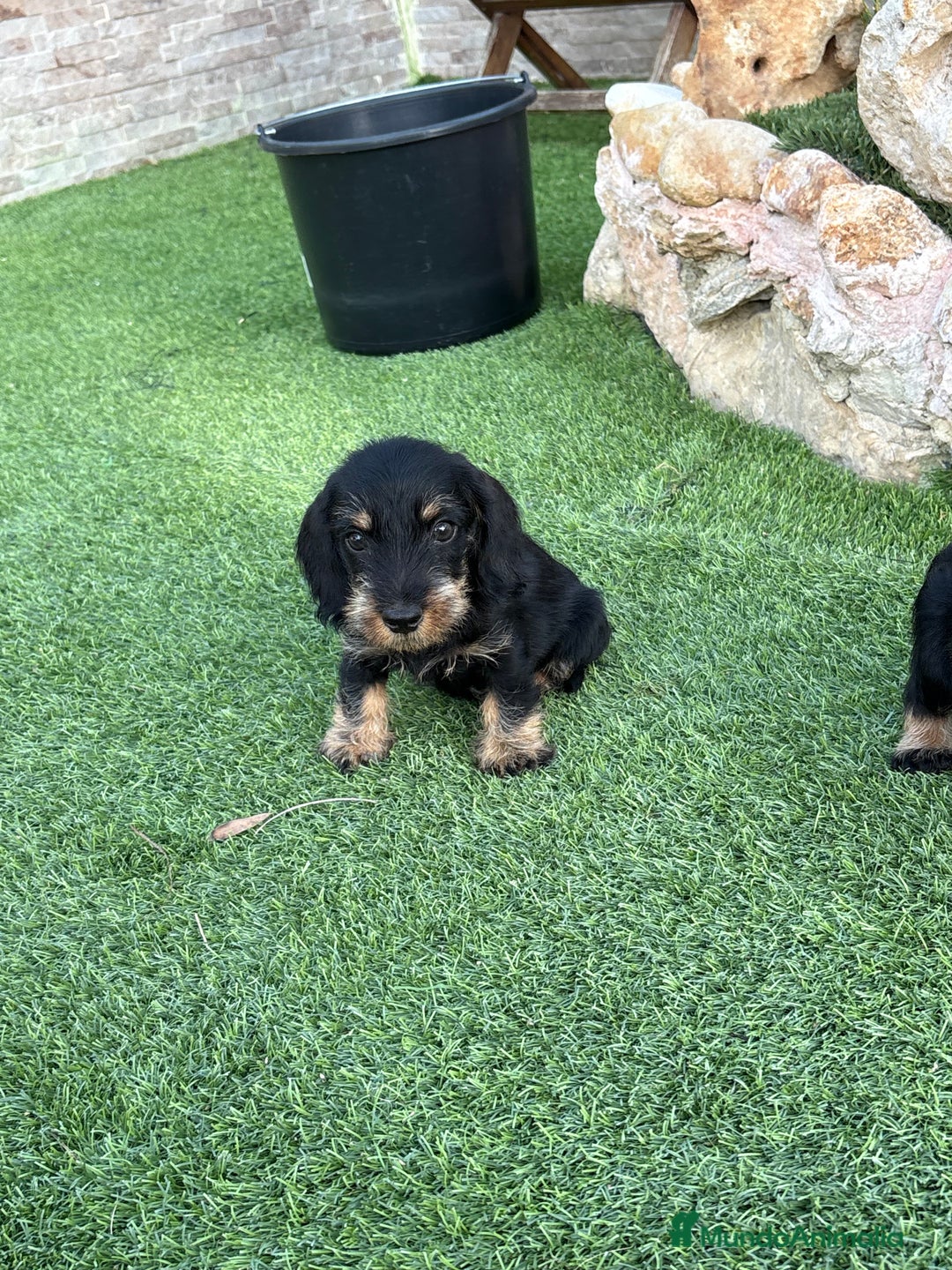 Teckel perros en venta: Teckel pelo duro  - Imagen 1