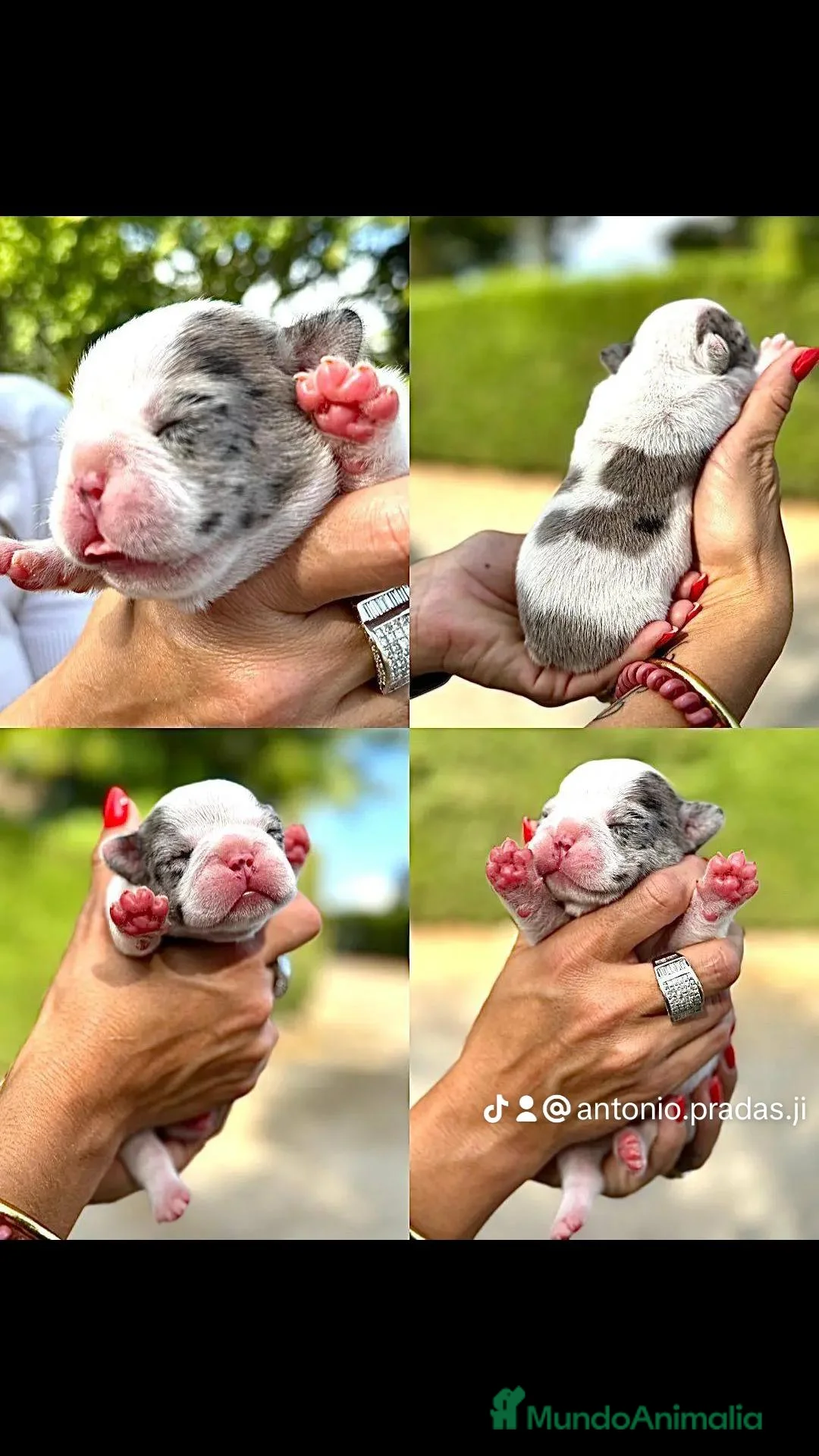 Bulldog Francés perros en venta: Bulldog francés - Anuncio 2