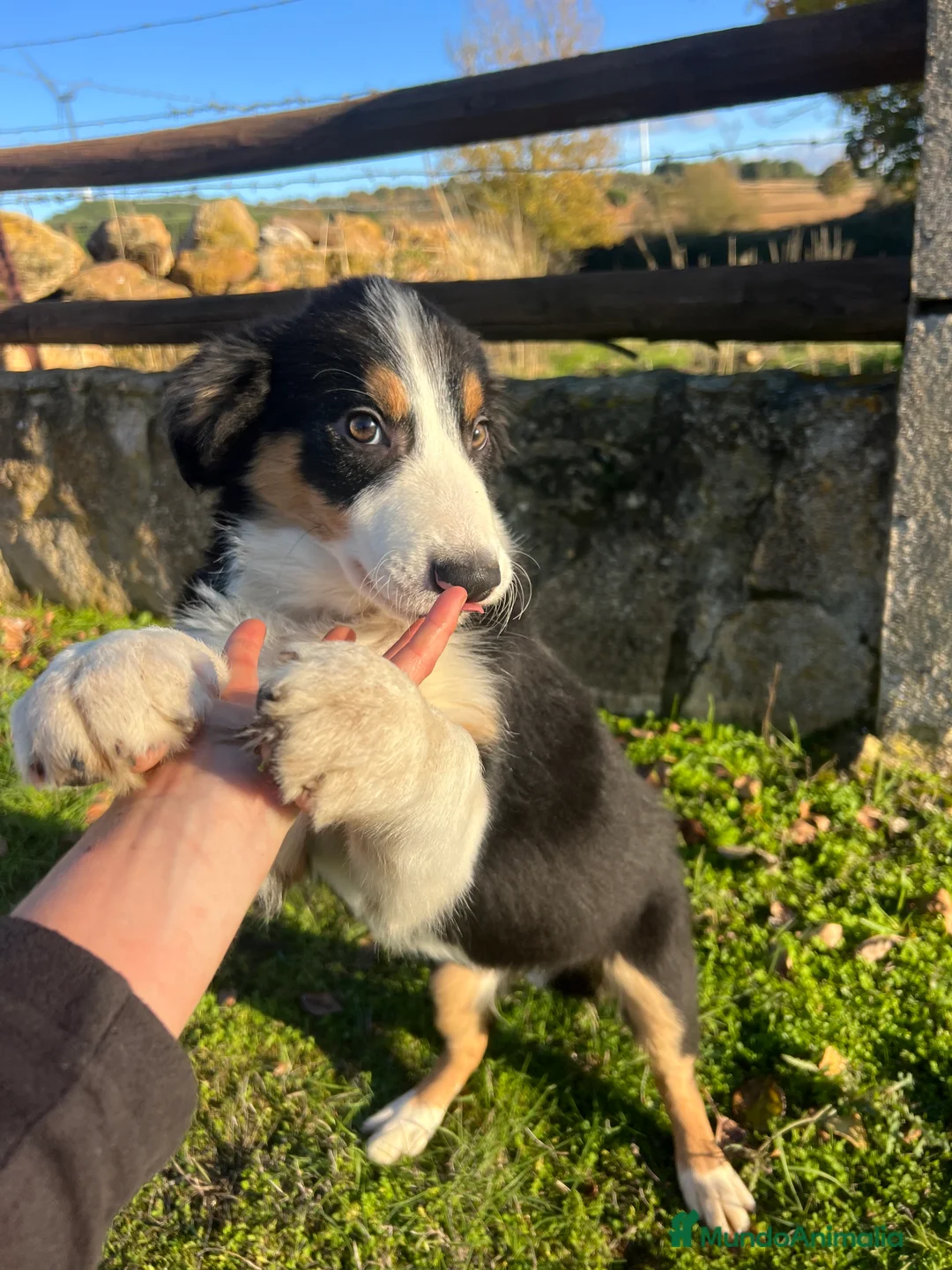 Border Collie perros en venta: Border Collie Puros - Anuncio 3
