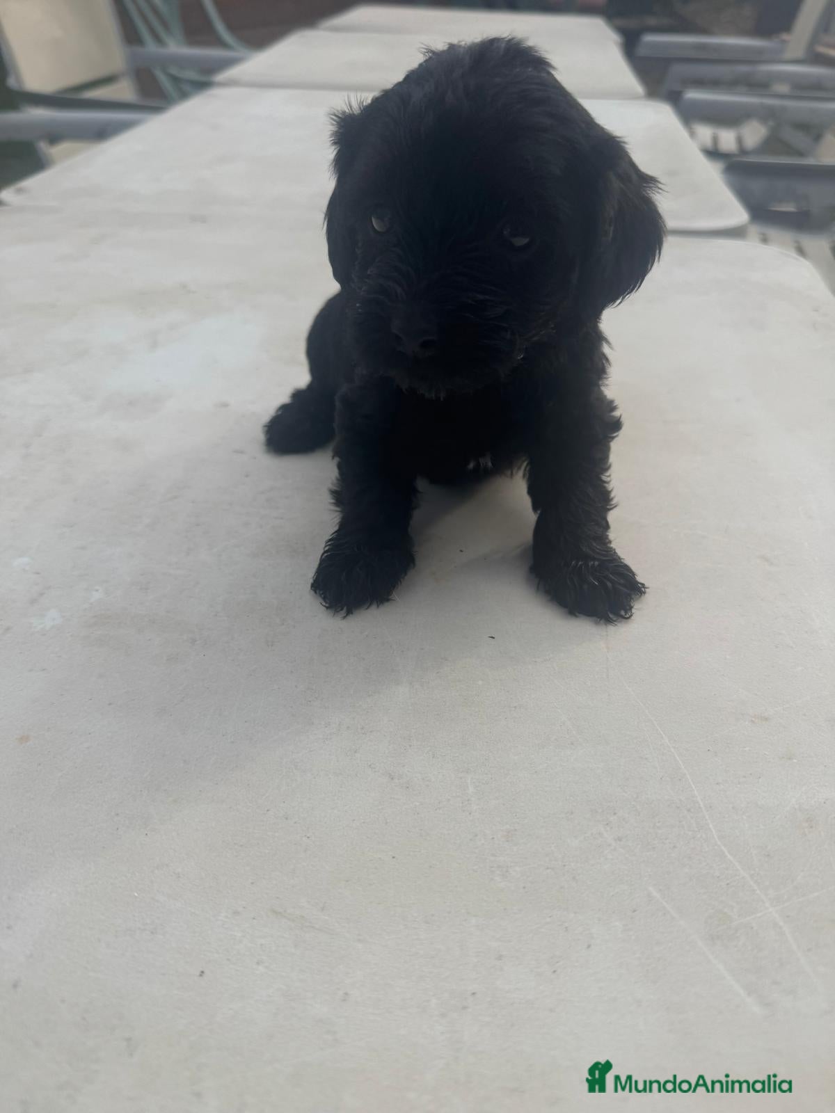 Morkie perros Morkie mini  - Anuncio 1