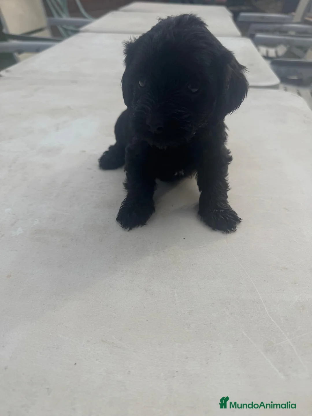 Morkie perros en venta: Morkie mini  - Anuncio 1