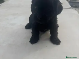 Morkie perros Morkie mini - Anuncio 1