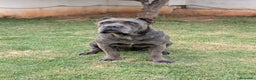 Cane Corso perros en venta: Cane corso hembra en adopción  - Anuncio 3