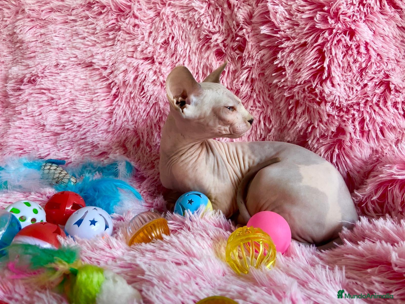 Sphynx gatos GATITA HEMBRA SPHYNX - Anuncio 1